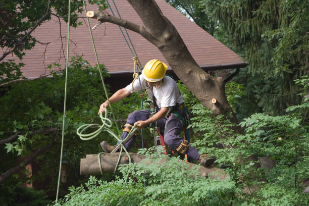 Best Storm Damage Tree Cleanup  in Marion, KS